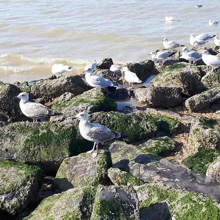 아파트 In Belgium 100m From The Sea, Cleaning Included